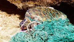 海龟嵌入弃置渔网