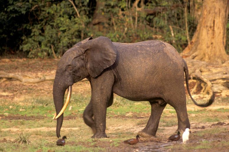 非洲森林象