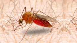 疟蚊的皮肤