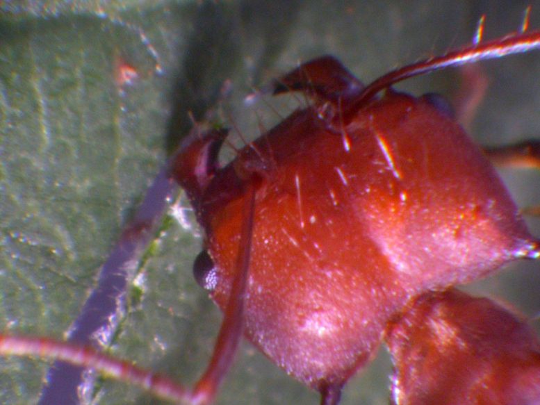 蚂蚁的下颚具有强大的咬合力
