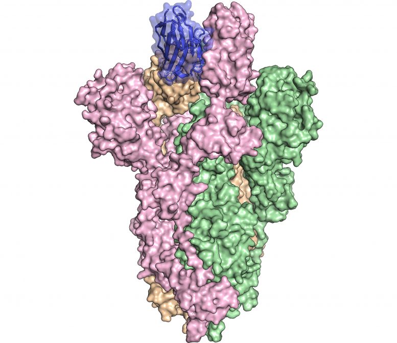 与SARS-COV-2穗蛋白结合的抗体