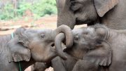亚洲大象Siblings家庭