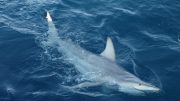 澳大利亚杂交鲨黑蒂普海洋物种演变