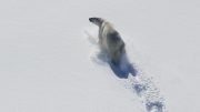 巴芬湾北极熊