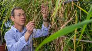 生物学家肯尼斯·奥尔森照料水稻