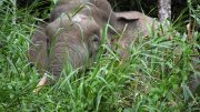 婆罗洲俾格米大象