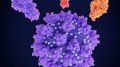 冠状病毒SARS冠状病毒2蛋白药物靶点
