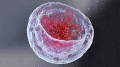 DNA细胞核图