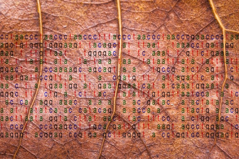 叶子上的DNA代码