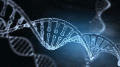 DNA遗传
