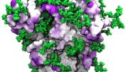 SARS冠状病毒2穗蛋白作物动态模型