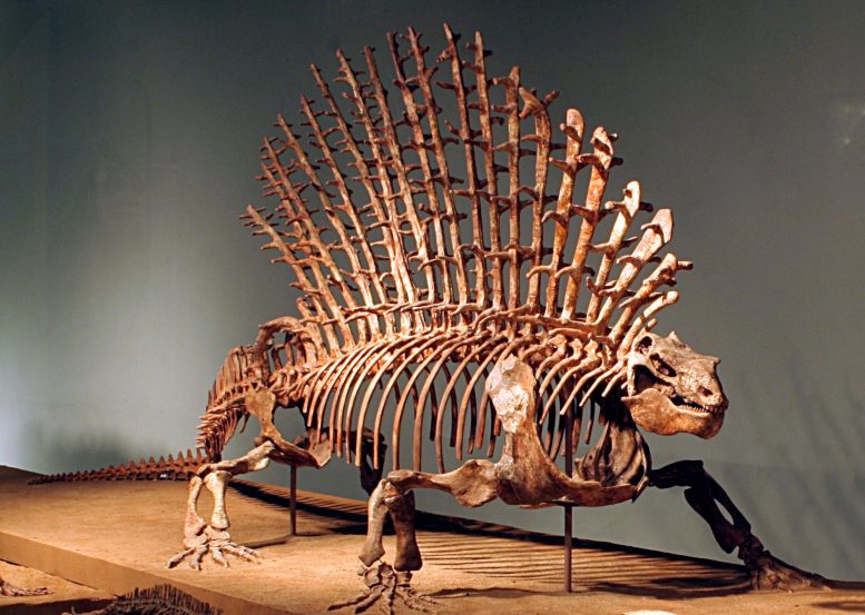 Edaphosaurus骨架