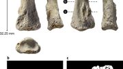 在沙特阿拉伯的第一个Homo Sapiens Fossil