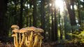 森林蘑菇真菌