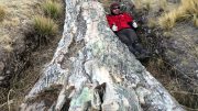 秘鲁中部高原化石树