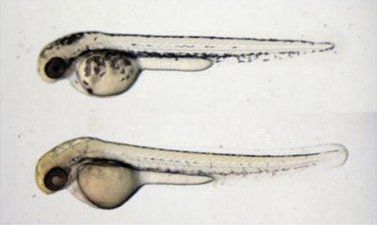 真菌化合物导致斑马鱼胚胎色素沉着较少