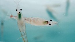 妊娠雌磷虾