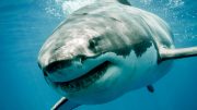 伟大的白鲨微笑