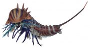 Habelia Optata 508亿年历史的海洋捕食者