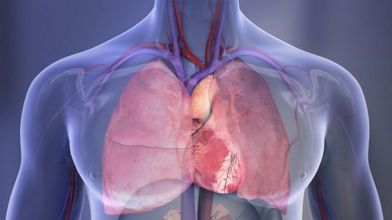 心脏和肺插图