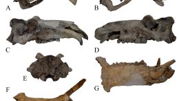 ippotomusclibius卡瓦蒙塔纳里skull