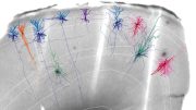 人脑组织图像与神经元重建