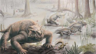 二叠纪末Pareiasaurs