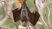 麻省理工学院的工程师揭示了多毛的舌头是如何帮助蝙蝠喝水的