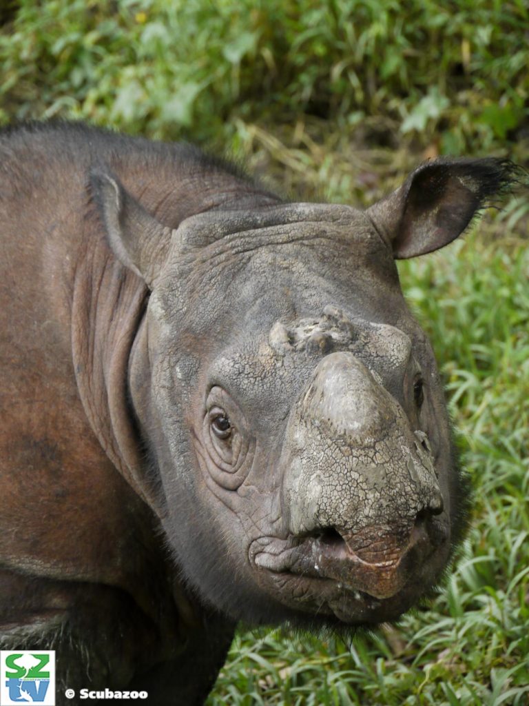 来自婆罗洲的男性苏门答腊犀牛