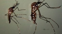 雄性与雌性AedesMosquito