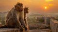 猴子看日落