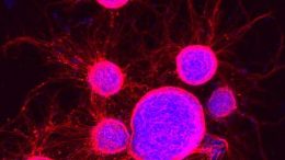 小鼠胚胎干细胞