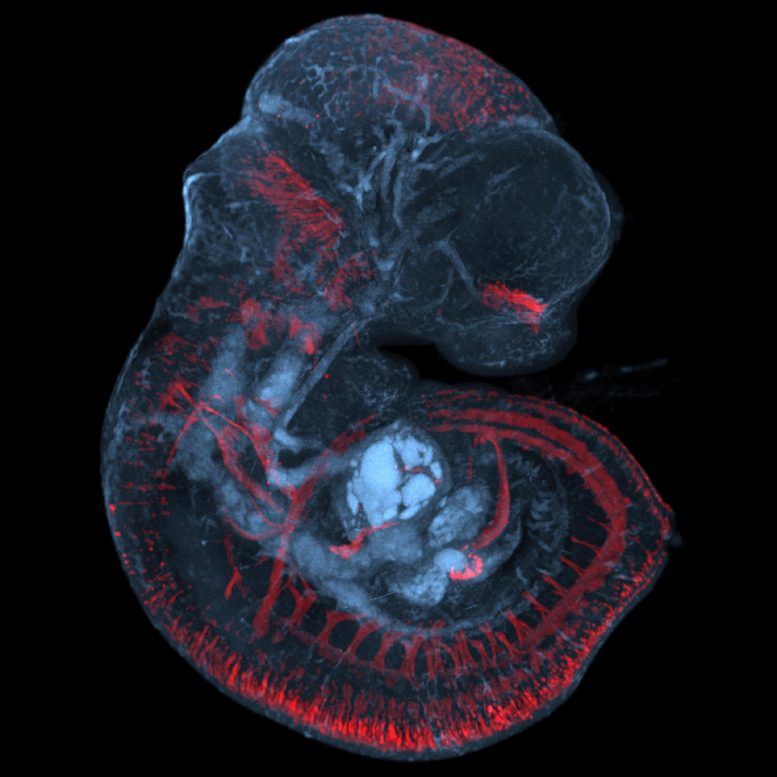 最初表达Opsin3的小鼠胎儿