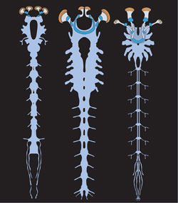 与幼虫马蹄蟹和蝎子相比，Alalcomenaeus化石的神经系统