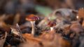 psilocybe cyanescens蘑菇