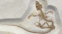 最近发现的化石显示爬行动物从陆地生物过渡到海洋生物