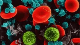 红细胞、T淋巴细胞、血小板