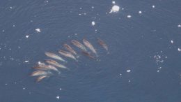 研究人员发现独角鲸的神秘生活