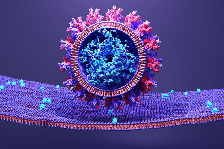 SARS-CoV-2感染人类细胞