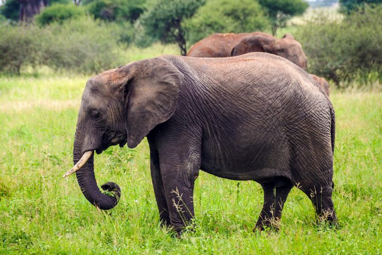 悲伤的大象坦桑尼亚