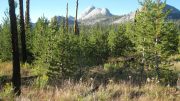 山火20年后的Sierra Lodgepole松树