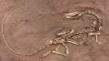 古代恐龙Celophysysbauri骨架