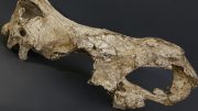 德马尼西的Stephanorhinus头骨