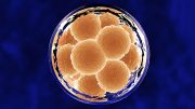 试管受精冷冻胚胎和新鲜胚胎的研究发现了有趣的结果