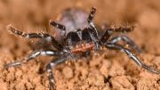 研究显示漏斗网蜘蛛和小鼠蜘蛛是相关的