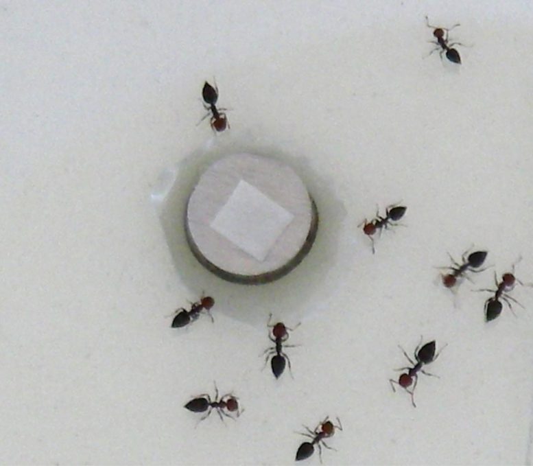 测试蚂蚁的挥发性补充物