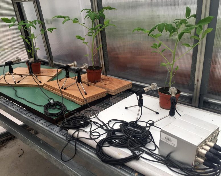 番茄植物温室录制