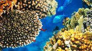 热带珊瑚礁