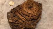 Tumbiana Stromatolite.