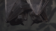 吸血蝙蝠
